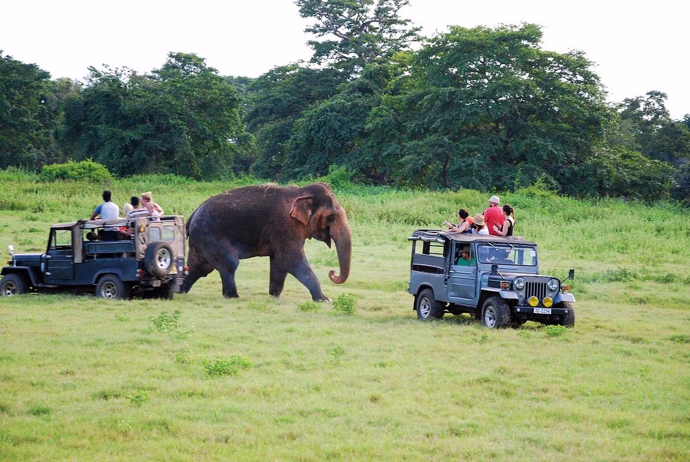 Morning safari drive